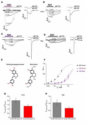 Endogenous Isoquinoline Alkaloids Agonists of Acid-Sensing Ion Channel Type 3